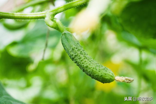 黄瓜种植全过程，掌握这些技巧，黄瓜味足，产量又高