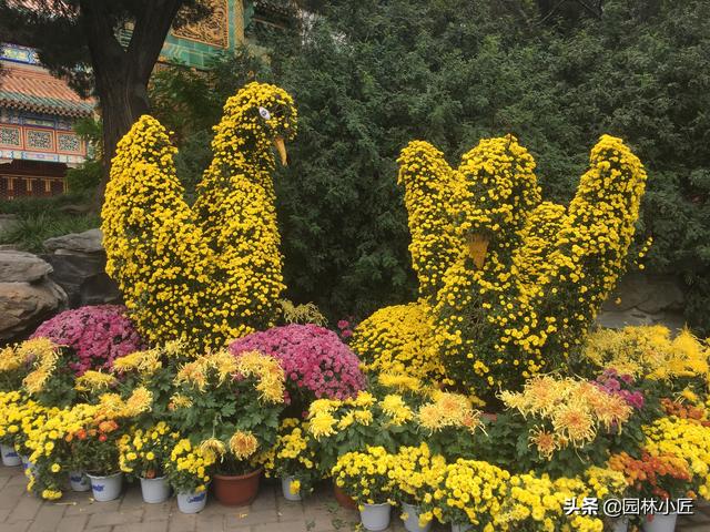 植物景观设计中，“花坛”植物选择、种植要点以及案例欣赏