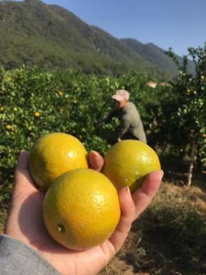 种植柚子赚钱吗(农村种植柑橘和种植柚子哪个更挣钱)