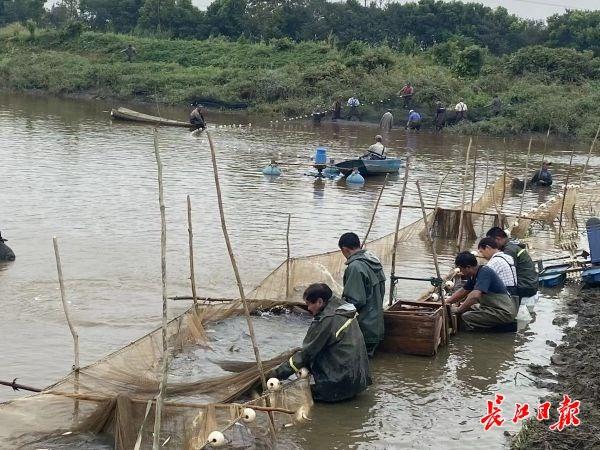 武汉这家鳗鱼养殖基地九成鳗鱼出口海外