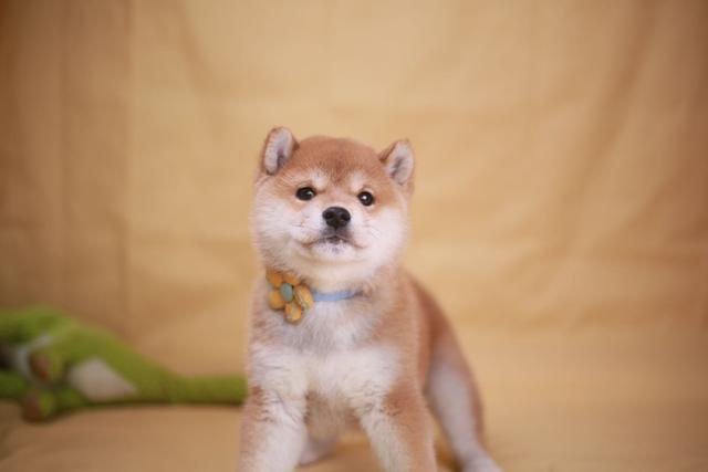 排雷国内柴犬犬舍，一招区分