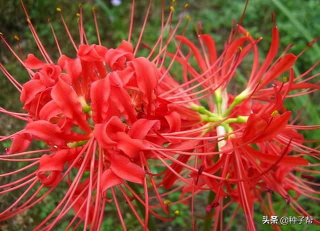 红花石蒜就是彼岸花吗？花朵极为奇特的花卉植物，栽培技术介绍