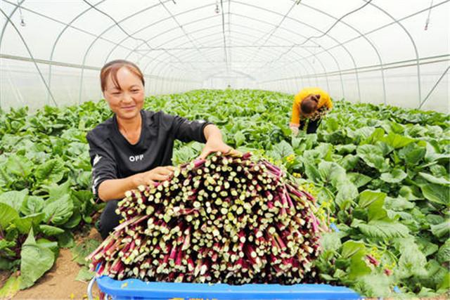 反季节大棚菜心栽培技术，菜心的种植技巧，如何让它更加高产