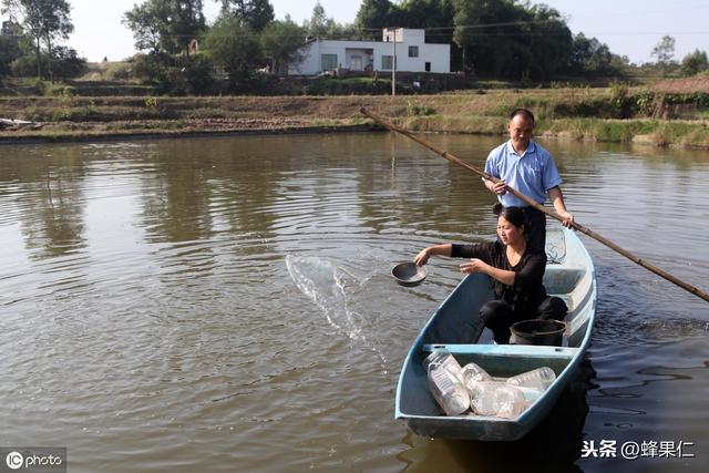 怎么才能养殖出高产优质的田螺呢？教你巧用石灰水还能一举三得