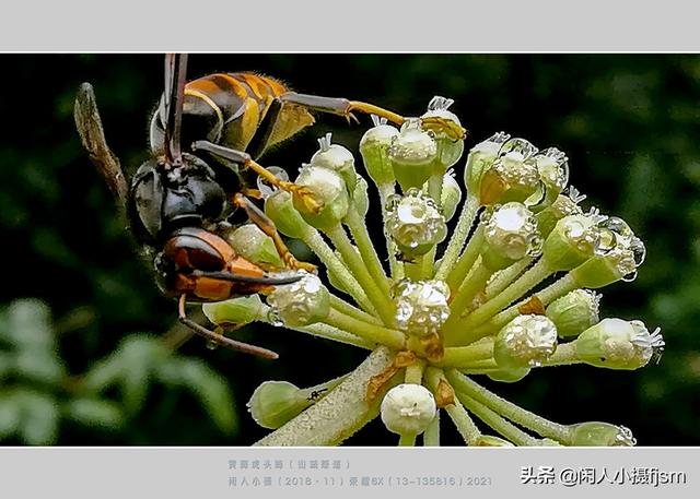 手机昆虫摄影：胡蜂科，这几种胡蜂你见过吗？拍摄技巧和安全要点