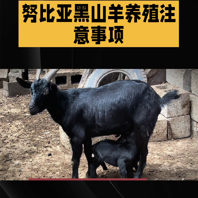 努比亚黑山羊养殖#努比亚黑山羊