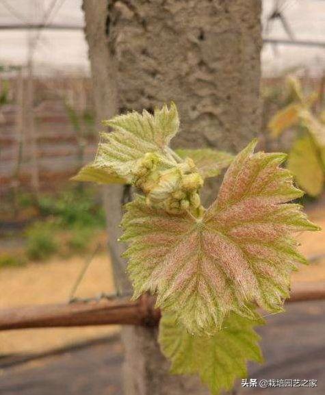 种植达人：讲述阳光玫瑰在广西的种植表现