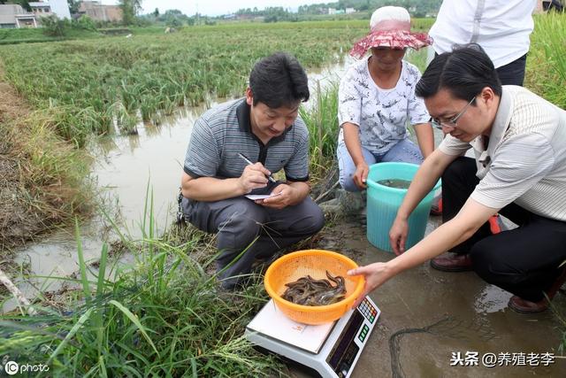 打造新农民的新出路—泥鳅养殖