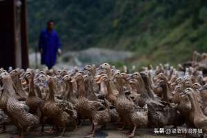 养殖蛋鸭疾病预防(蛋鸭产蛋异常的原因及防治措施)