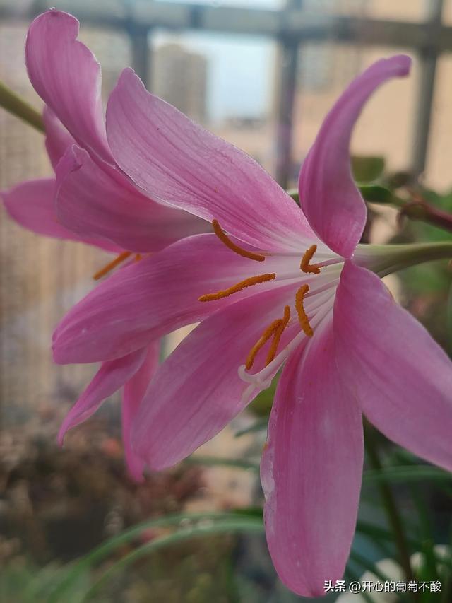 花如其名风雨兰