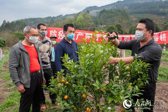 广西桂林临桂区：乡村春来早 复工复产忙