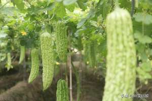 西瓜怎样种植方法图解(种植瓜菜，什么时候留住蔓结瓜？什么时候留子蔓、孙蔓结瓜？)