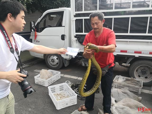 查获野生中华蟾蜍超30吨！乐山警方打掉特大涉野生动物犯罪团伙