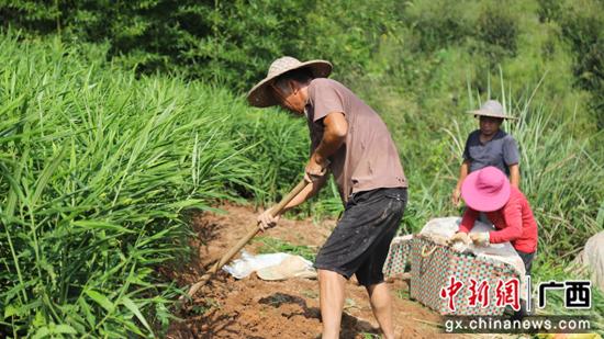 荔浦龙怀乡：小生姜种出增收大“丰”景