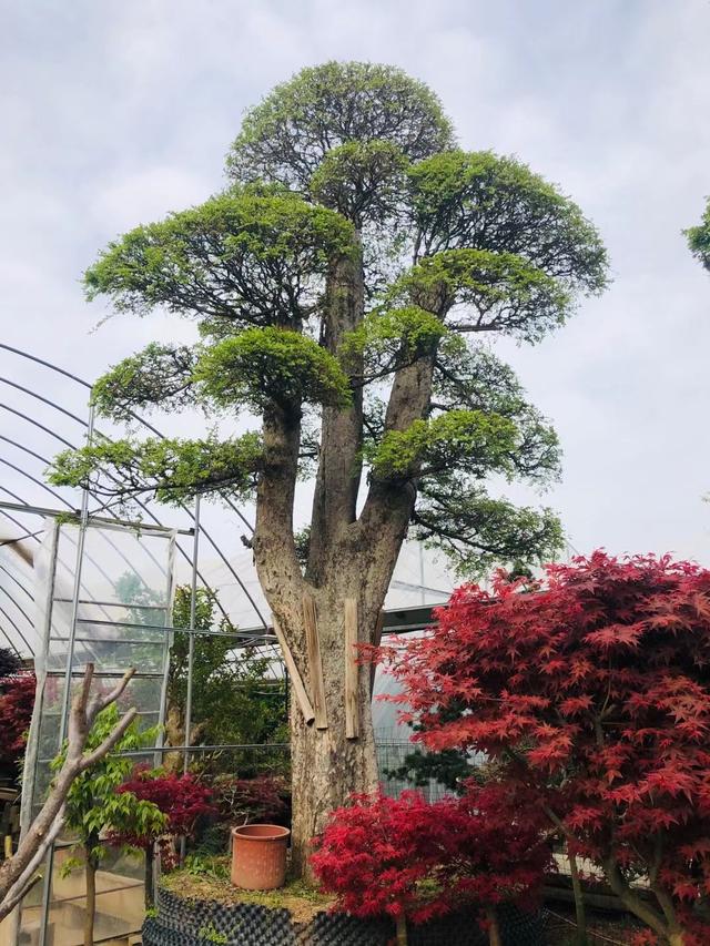 榆树地景树盆景怎么修剪