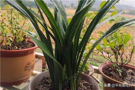 兰花很难养？掌握“5点”小技巧，枝叶长不停，开花一茬又一茬