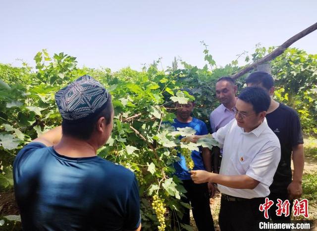 湖南助推吐鲁番葡萄生产机械化 促种植户节本增收