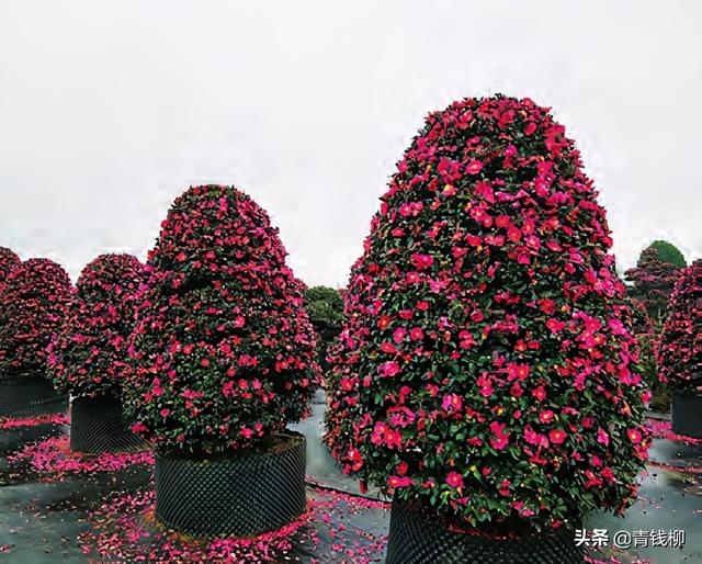 茶花资源及其应用推广研究