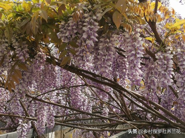 庭院种植紫藤花，只要做好这6点，要不了24个月就能开成紫色瀑布