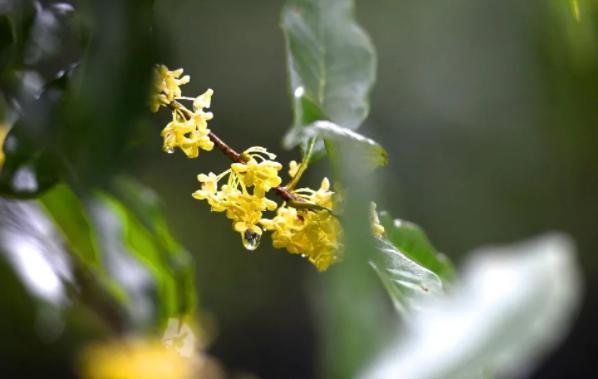 中国桂花城建设如何插上文化的翅膀？专家们这样说