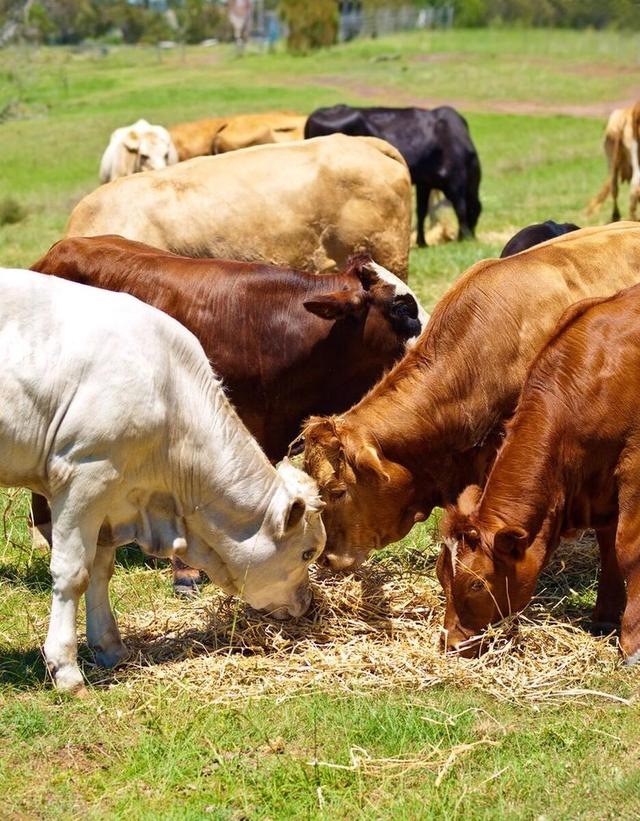 肉牛高效养殖技术