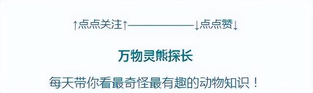 租用村里老屋私养眼镜蛇，结果蛇跑到村庄里？养毒蛇有什么目的？