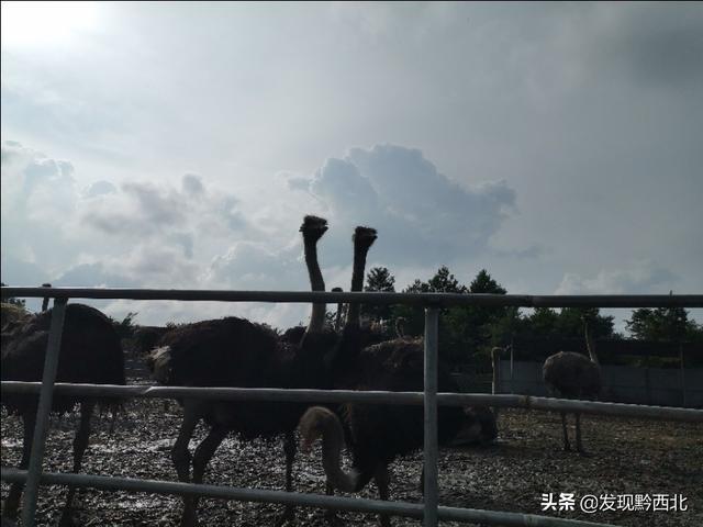 织金少普海布坡鸵鸟养殖基地看鸵鸟，最后花200块钱买个鸵鸟蛋