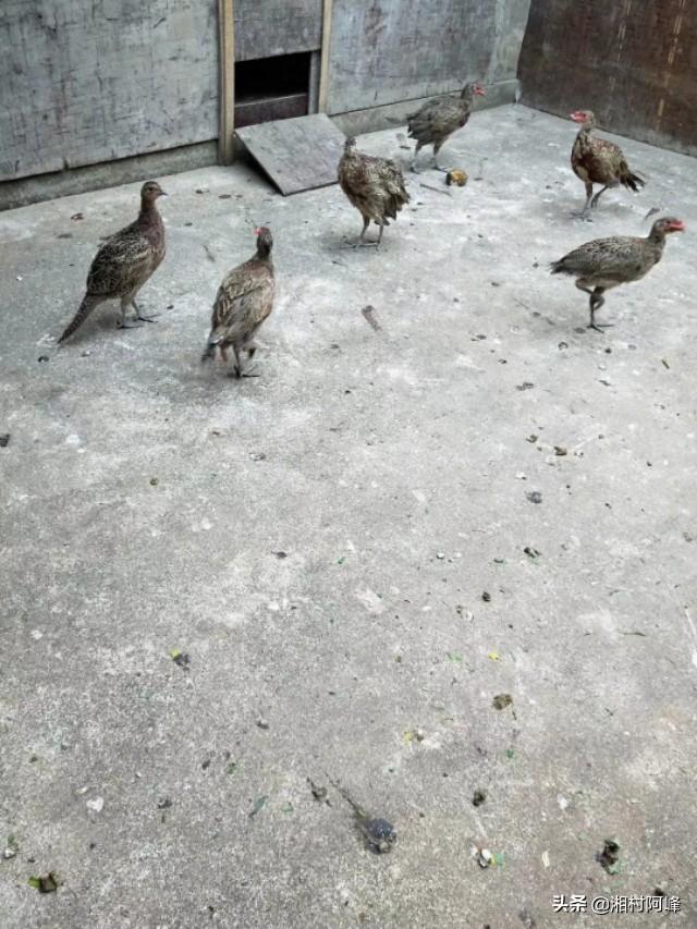 有想增加一些幼崽野鸡养殖