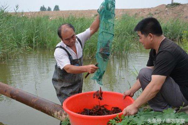 小龙虾养殖如何管理？小龙虾养殖六个管理要点