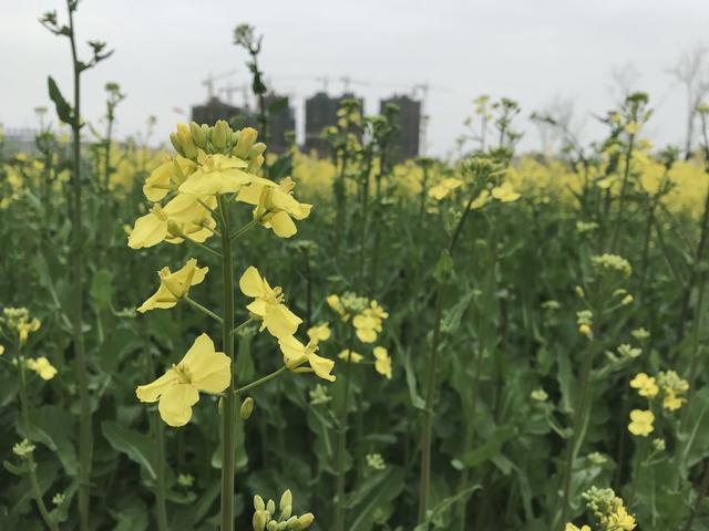 当前油菜种植，田间管理很关键！农户要注意