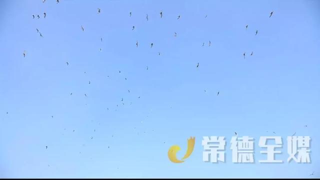 汉寿蔬菜基地吸引大量白鹭，人鸟和谐真美