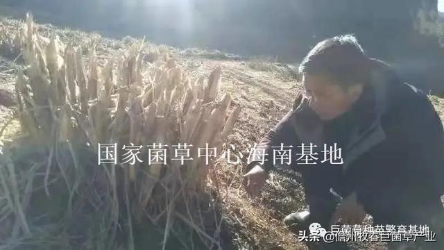 云南怒江引种优质牧草巨菌草，种植100多亩养殖毛驴