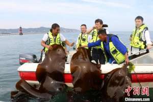 大连海带养殖(中科院海洋研究所培育出高产优质杂交海带新品种)