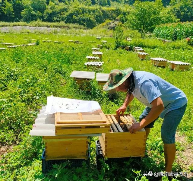 红黄绿紫……拥抱康县丰收的色彩！