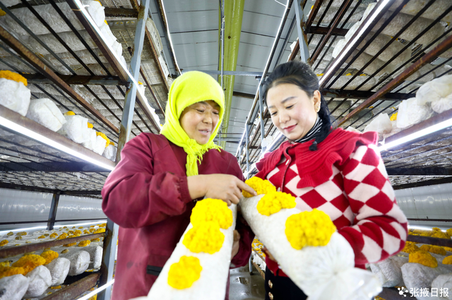 民乐：金灿灿的金耳菌，成为农户增收“金饽饽”