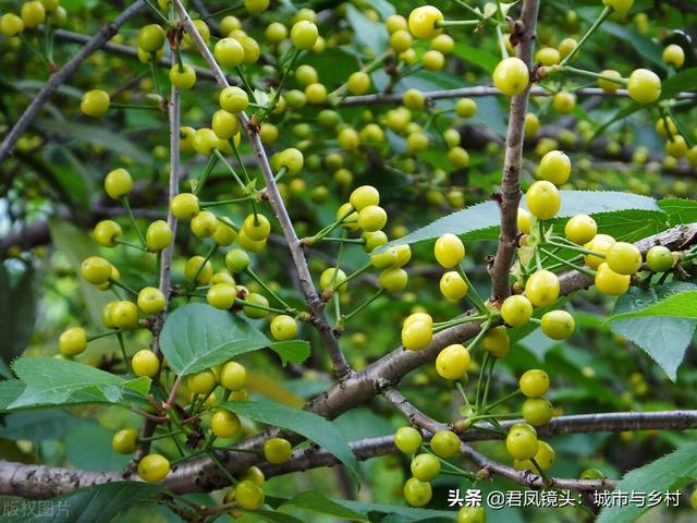 湖北宜昌：樱桃长势旺盛