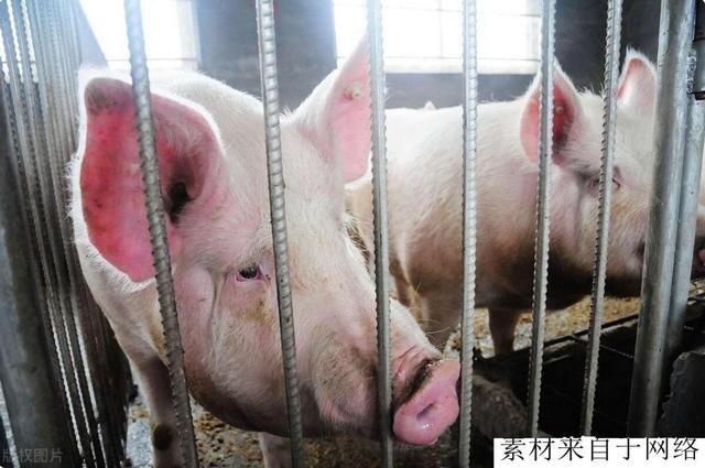 广东云浮又增两个大型生猪养殖场，总投资4亿元，繁育+养殖基地