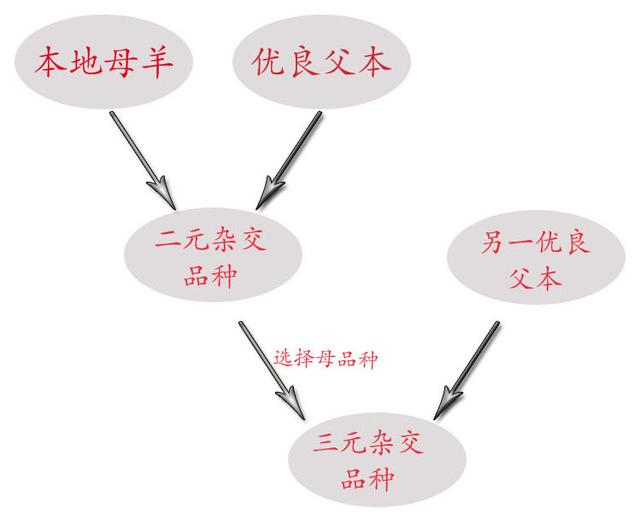 养羊小妙招之“肉羊优质高效养殖九项技术”，避免羊“越养越小”