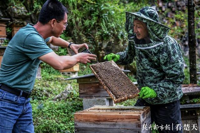 养蜂人变“蜘蛛侠”，攀崖爬壁割蜜