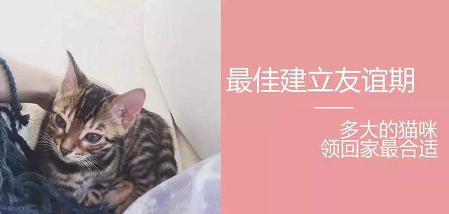 宠物猫咪养护的新手科普（值得收藏）