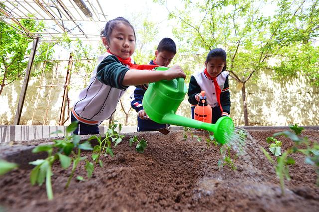 山东青岛：种植活动进校园 农耕劳动伴成长