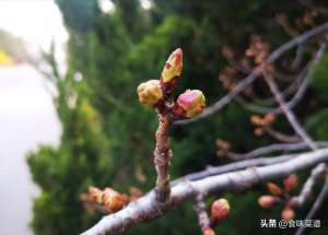 草芽菜的种植技术(“春吃芽、胜过肉”，推荐4种芽菜的做法，鲜嫩爽口，遇见别手软)