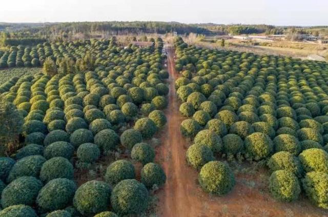 中国桂花城建设如何插上文化的翅膀？专家们这样说