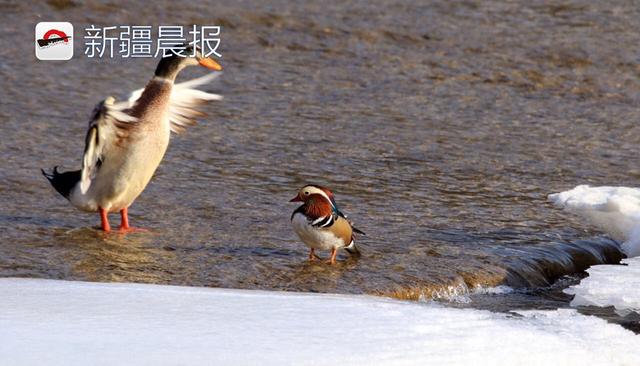 绿头鸭和鸳鸯在孔雀河上形影不离，“抱团取暖”还是防御天敌？