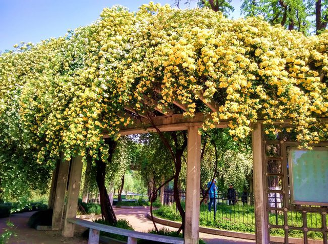 院子里养株木香花，抗旱耐寒易成活，来年变成一片“海”