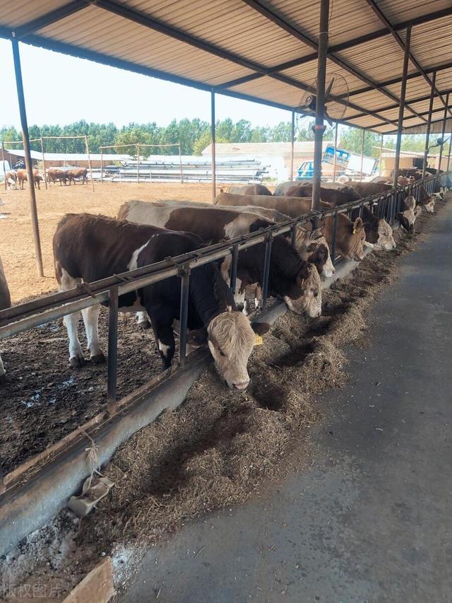 肉牛高效养殖技术