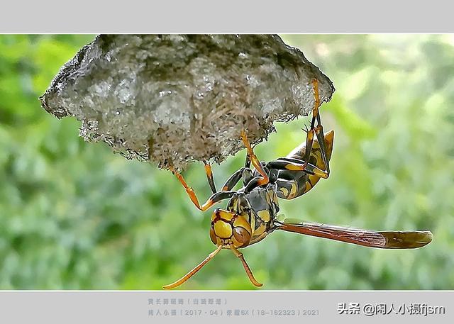 手机昆虫摄影：胡蜂科，这几种胡蜂你见过吗？拍摄技巧和安全要点