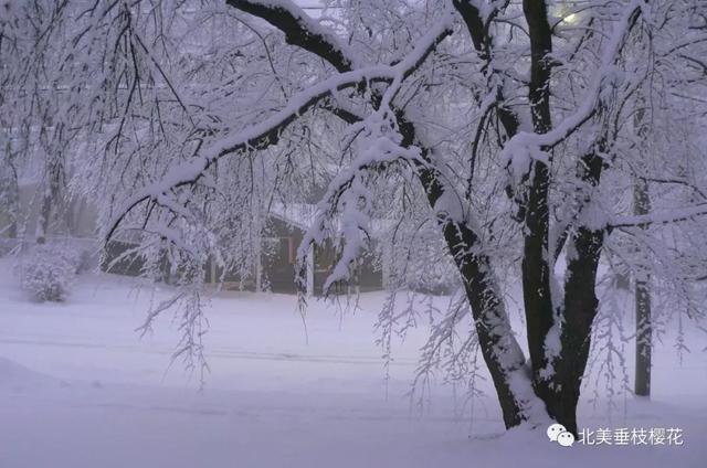 美国垂枝樱雪景 VS 中国垂枝樱雪景