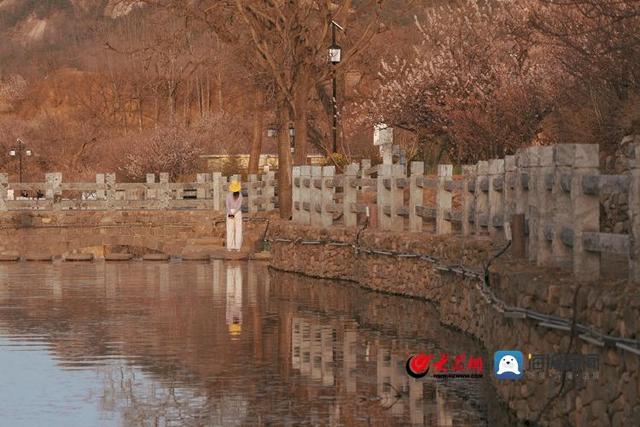 青岛西海岸新区铁山街道杨家山里樱花盛放