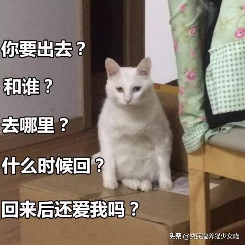 想在宿舍养只猫需要注意什么呢？宿舍养宠你知多少